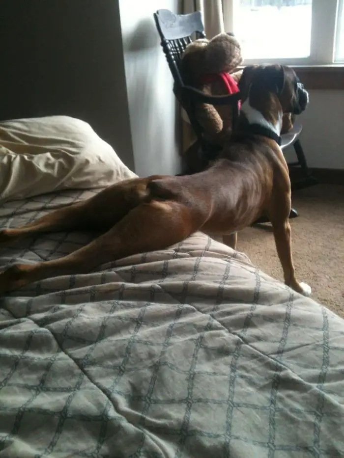 A Boxer Dog with its front legs standing on the floor with its lower body stretched out from the bed