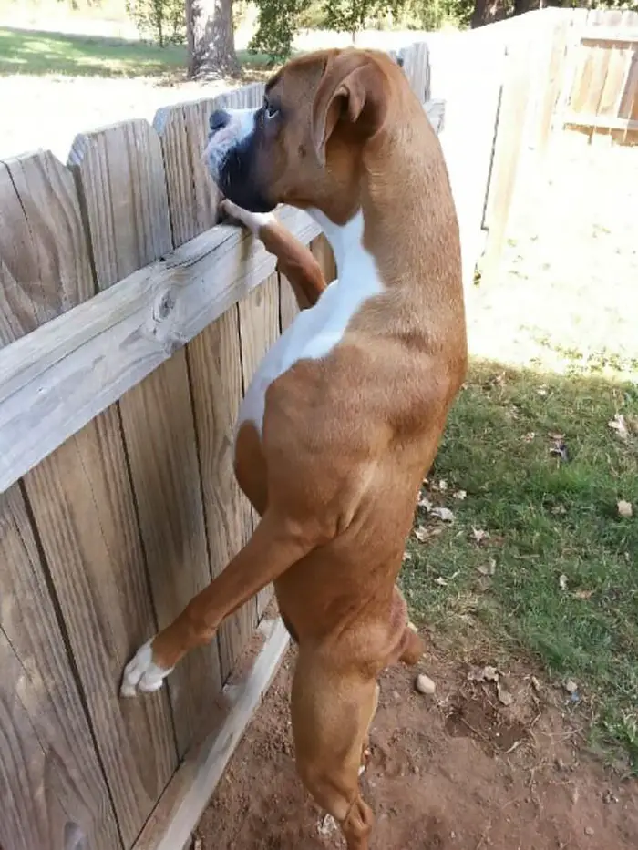 A Boxer Dog standing up peeking from behind the fence in the front yard
