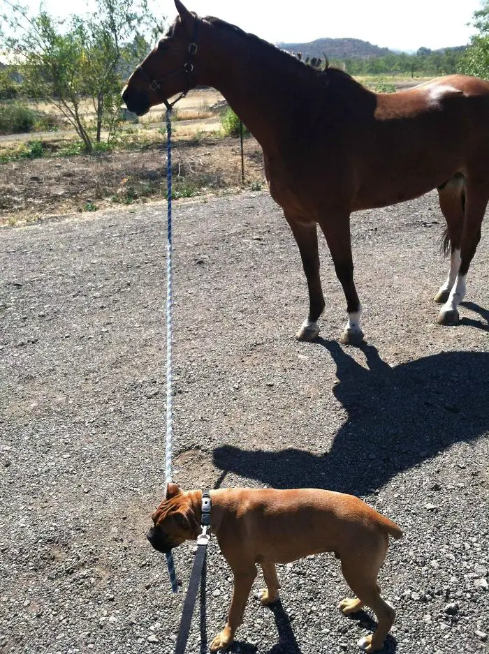 A Boxer Dog holding the rope of the horse with its mouth while taking a walk