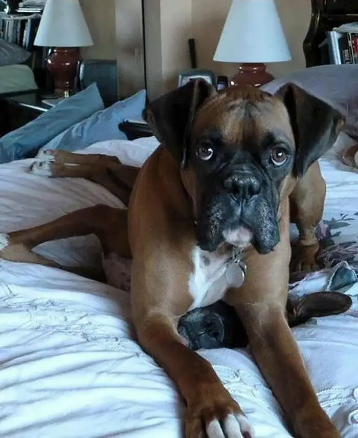 A Boxer Dog lying on top of another Boxer Dog on the bed