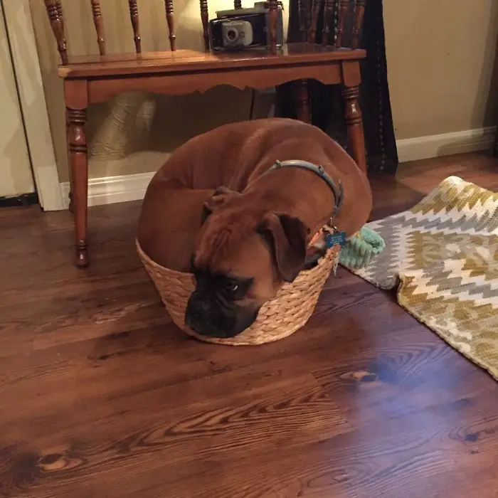A Boxer Dog curled up sleeping inside a wicker basket