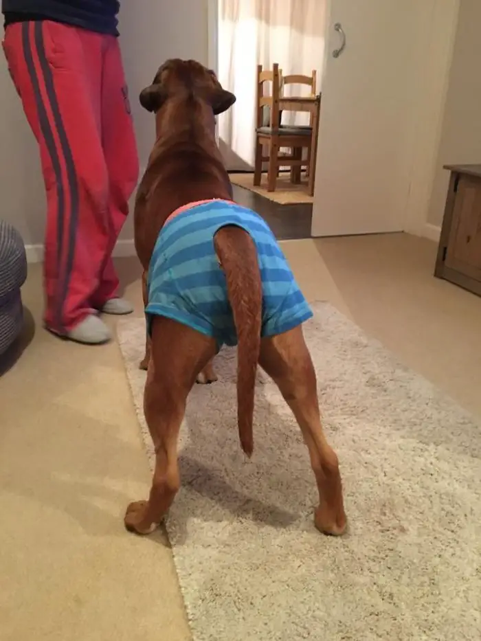 A Boxer Dog standing on the floor and wearing boxers shorts