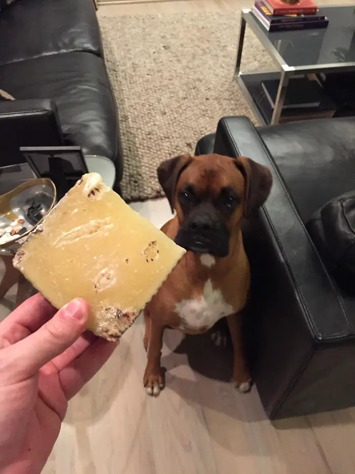 A Boxer Dog sitting on the floor while staring at the while staring the the chees in the hand of a woman standing in front of him