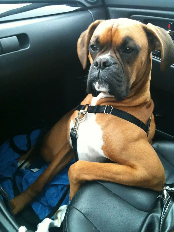  A Boxer Dog sitting on the passenger seat floor while its elbow is on the seat
