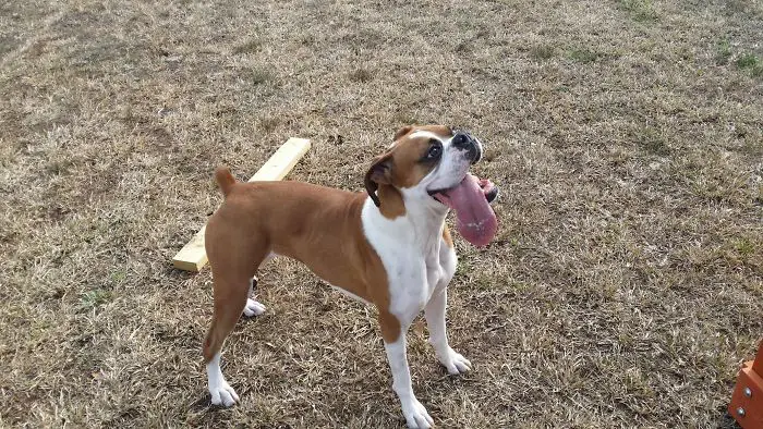 A Boxer Dog standing on the grass with its tongue out
