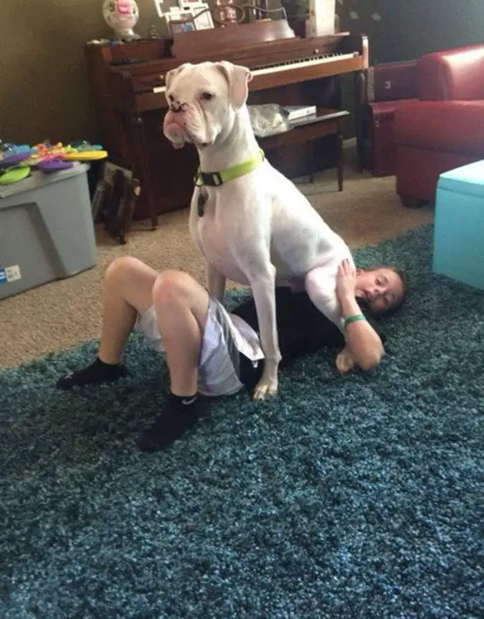 A white Boxer Dog sitting on top of kid lying on the floor