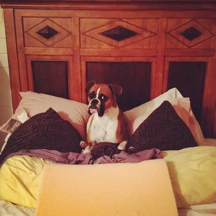 A Boxer Dog sitting on the bed with its sad face