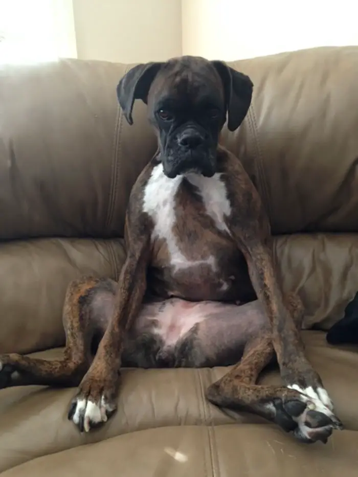 A Boxer Dog sitting on the couch with its grumpy face