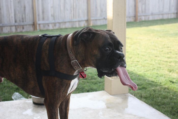 A Boxer Dog standing in the front porch with its tongue sticking out