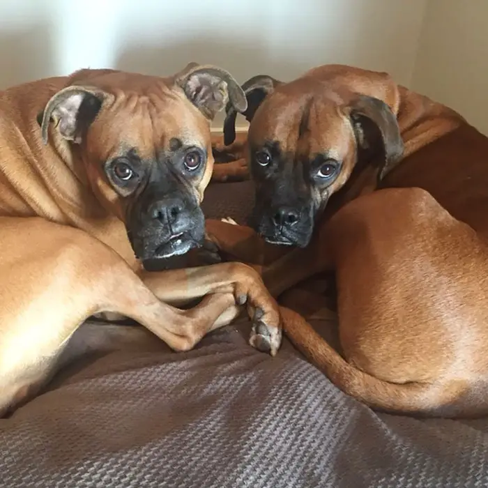 two Boxer Dogs curled up lying on the bed