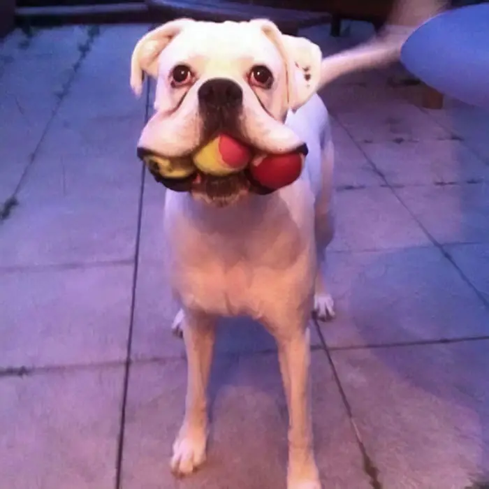 A Boxer Dog standing on the floor with three tennis balls in its mouth