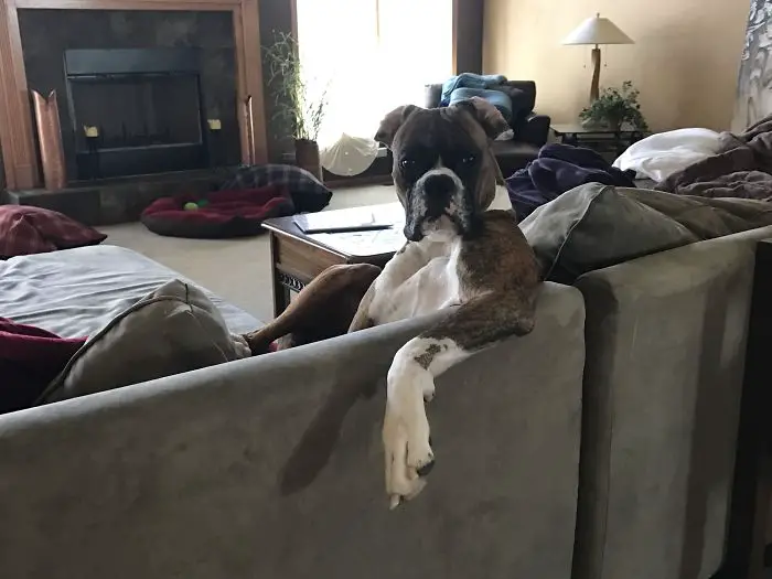 A Boxer Dog sitting on the couch