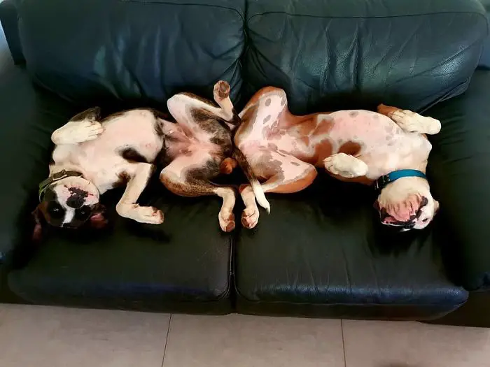 two Boxer Dogs sleeping on the couch in opposite direction