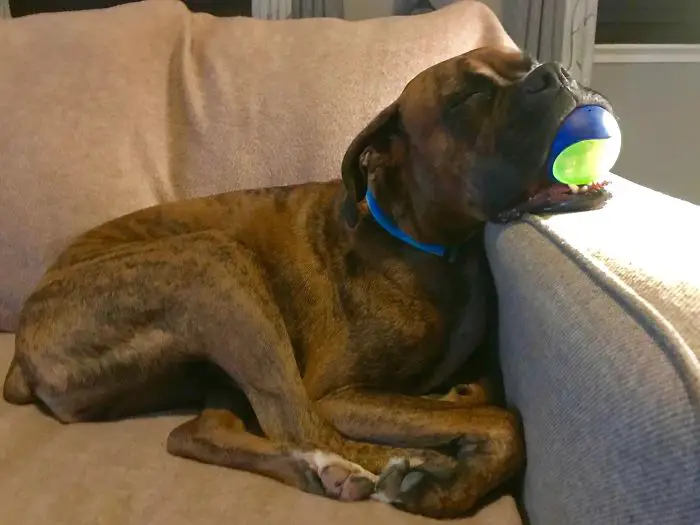 A Boxer Dog sleeping on the couch with a ball in its mouth