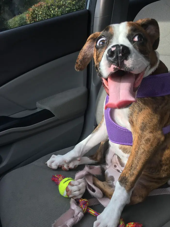 A Boxer Dog sitting in the passenger seat with its toys