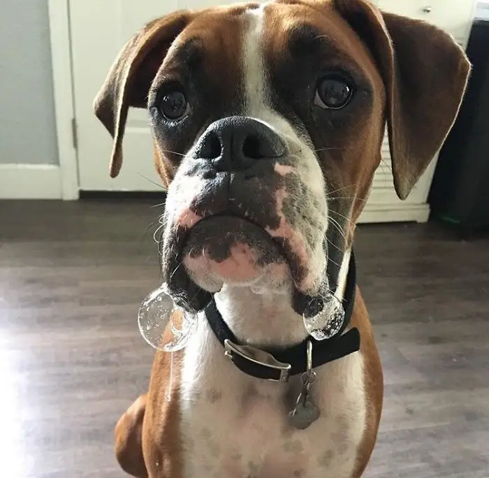 A Boxer Dog sitting on the floor with its begging face