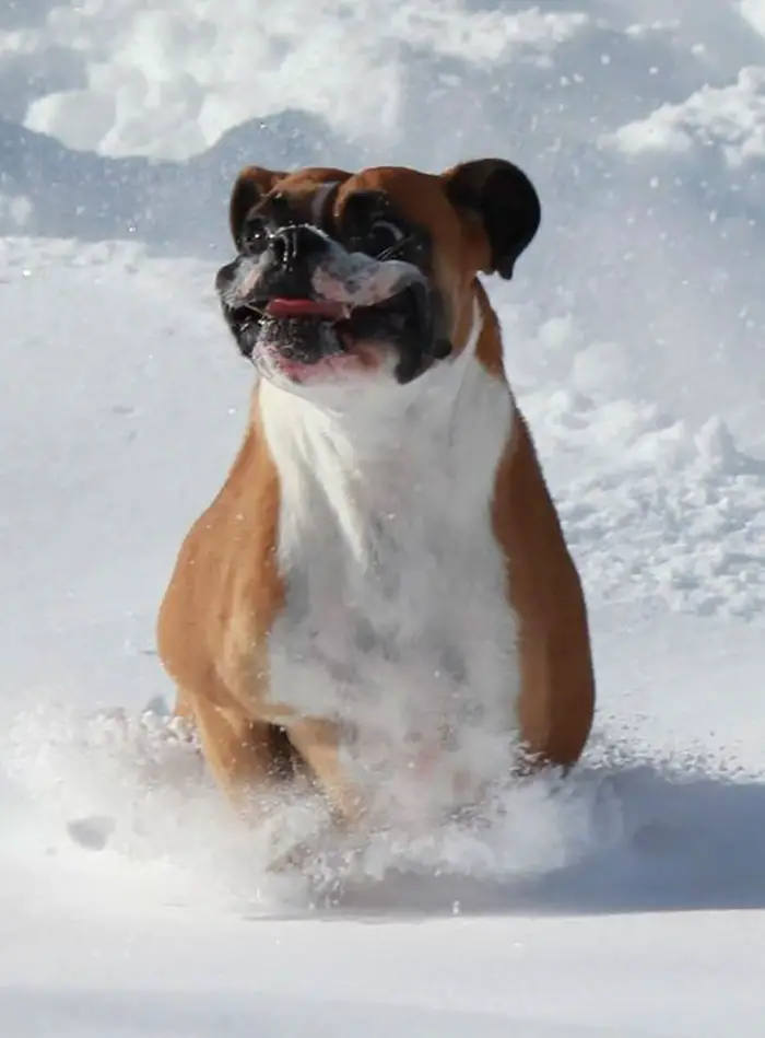 A Boxer Dog running in snow