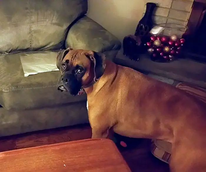 A Boxer Dog standing on the floor in the living room