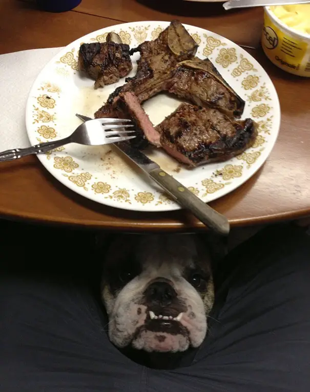 Boxer Dog peeking in between the thigh of a man under the table with a delicious food on a plate