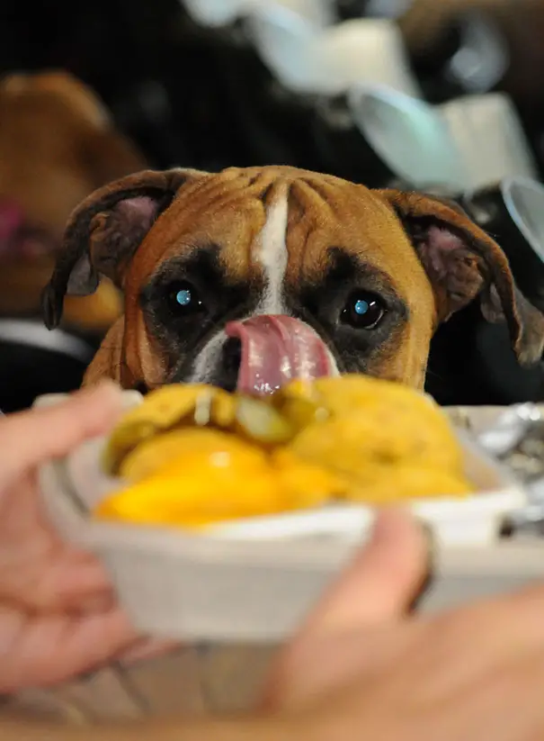 Boxer Dog licking its face while staring at the food in front of him