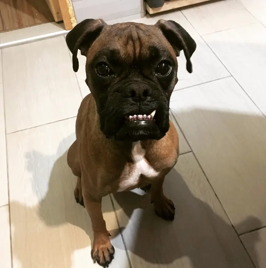 Boxer Dog sitting on the floor with its begging face
