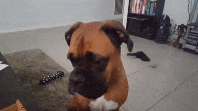 gif of a Boxer dog staring at the last piece of pizza but staring back at its human to ask for permission