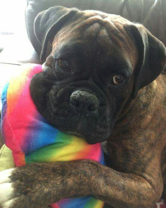 boxer dog hugging its pillow with its sad face