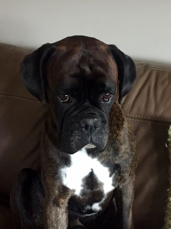 boxer dog sitting on the couch with its sad face