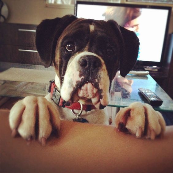 Boxer dog with its begging face