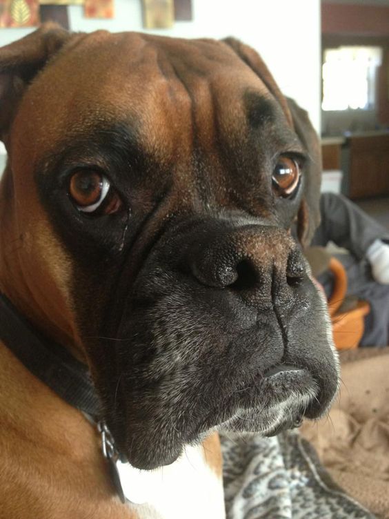 boxer dog serious face