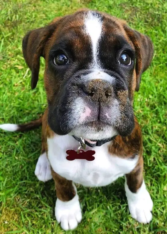 Boxer dog sitting on the green grass with mud on its face