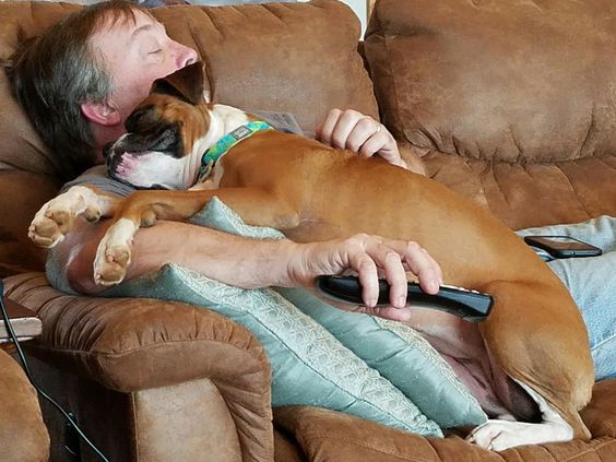 boxer dog sleeping sleeping on top of its owner on the couch