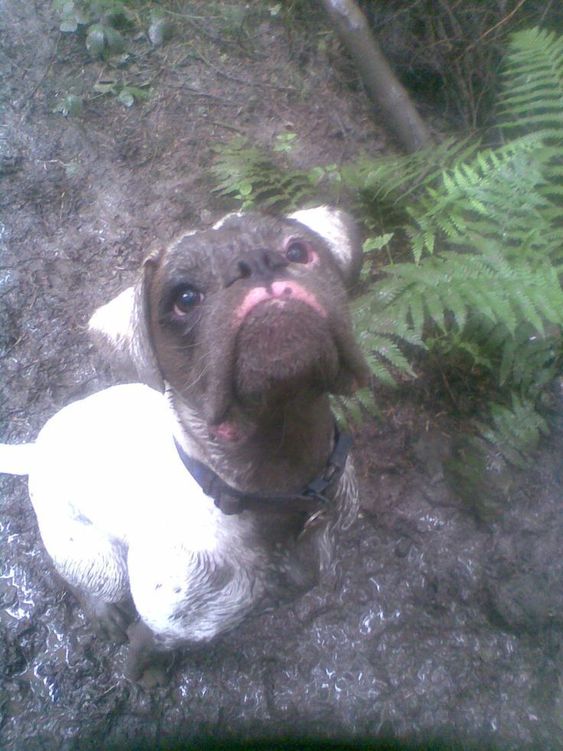 boxer dog standing in mud with its face covered in mud