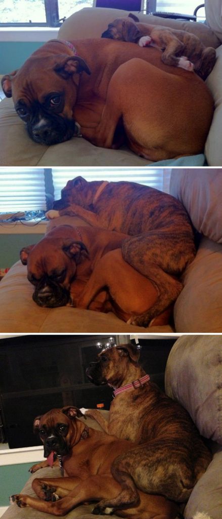 three photos of a Boxer dog with a puppy lying on top of his until it became an adult