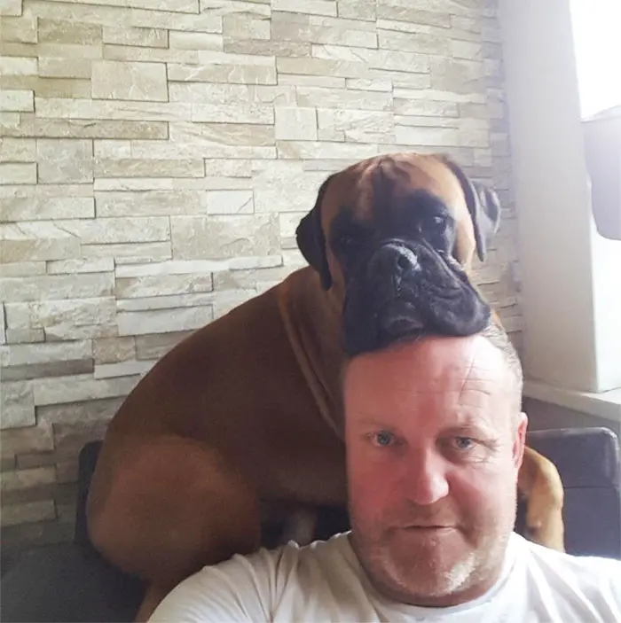 a man sitting on the couch with a Boxer dog lying behind him with its face on top of its head
