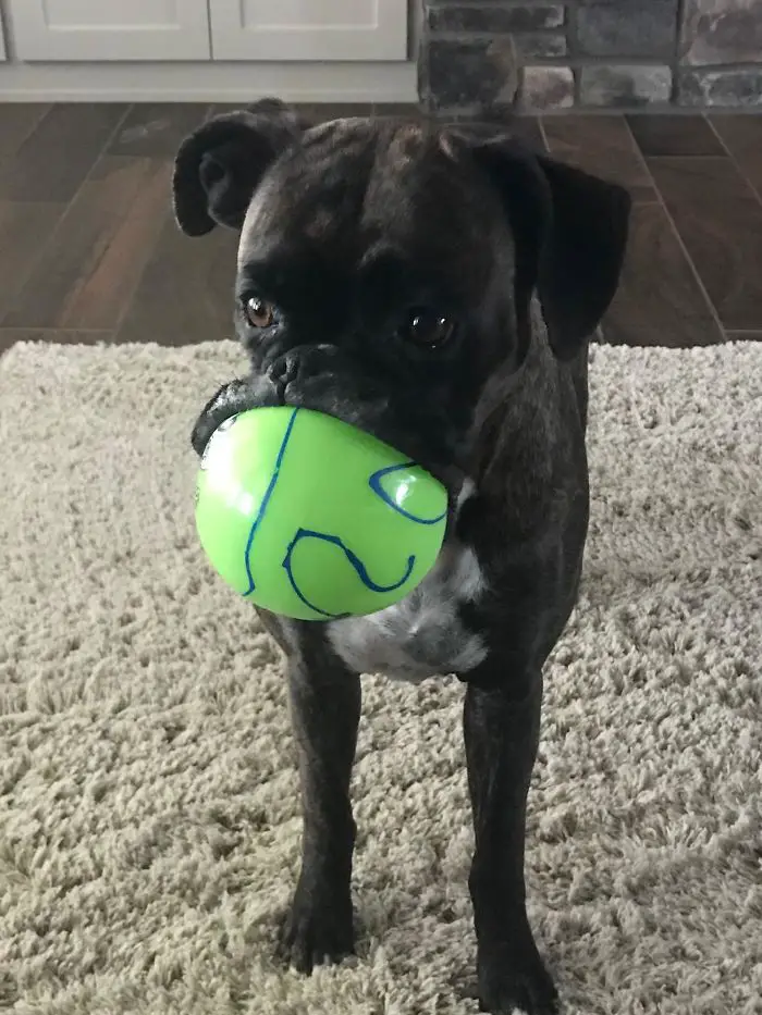 A Boxer Dog standing on the carpet with a ball in its mouth
