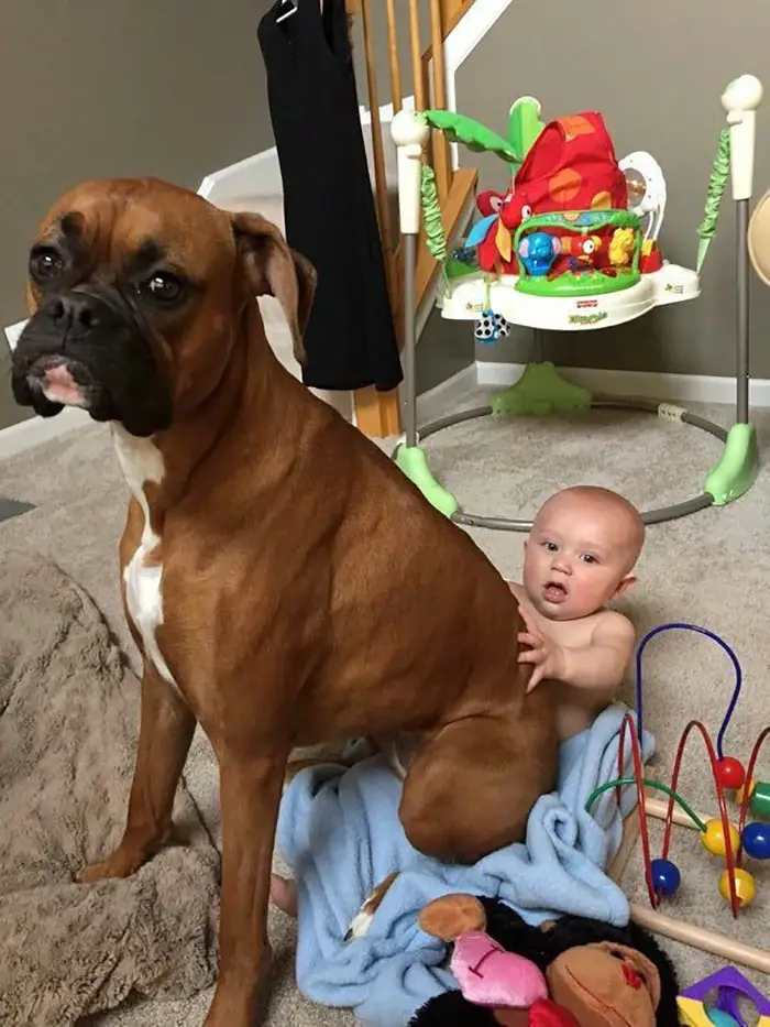 A Boxer Dog sitting on top of the baby in the chair