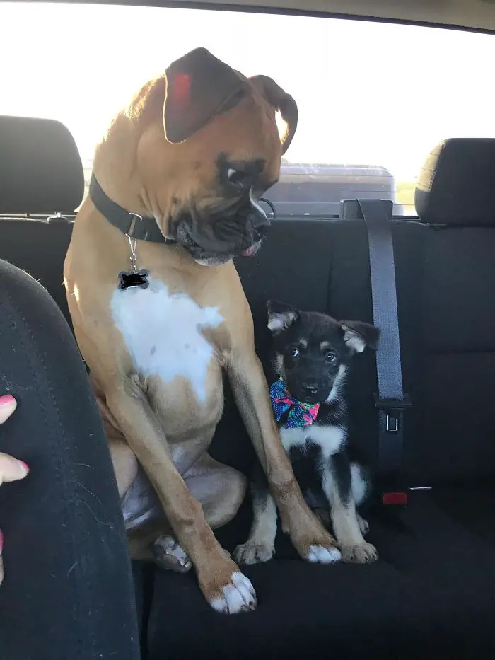 A Boxer Dog sitting in the backseat while staring at a puppy sitting next to him