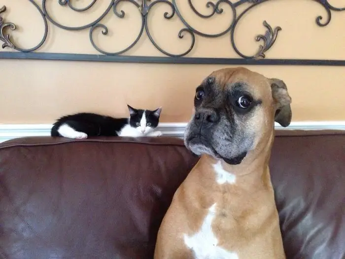 A Boxer Dog sitting on the couch with its scared face and kitten lying on behind him