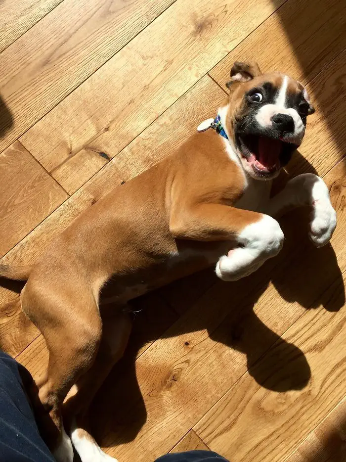 A Boxer Dog lying on the wooden floor with its surprised face