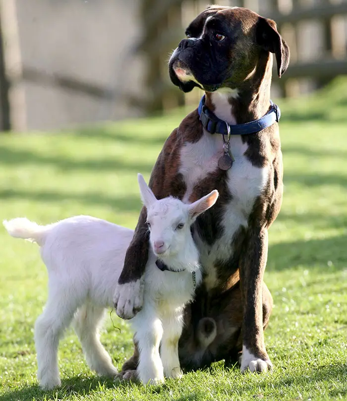 A Boxer Dog sitting in the yard with its one front leg over the sheep standing next to him