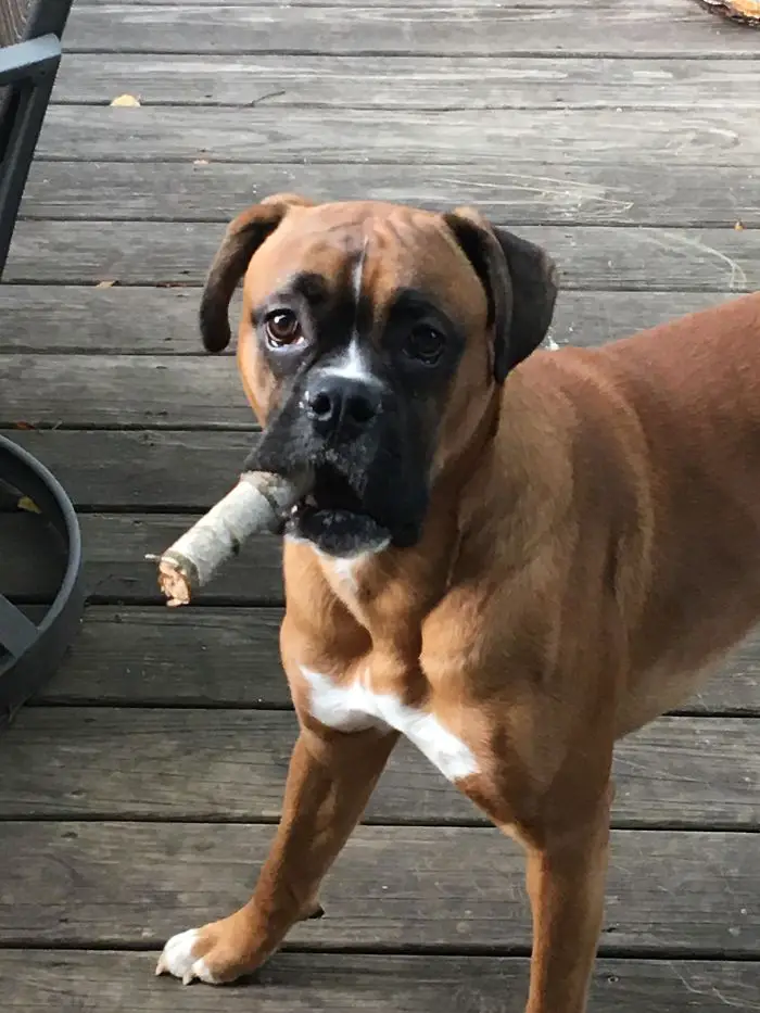 A Boxer Dog standing on the wooden floor with a stick in its mouth