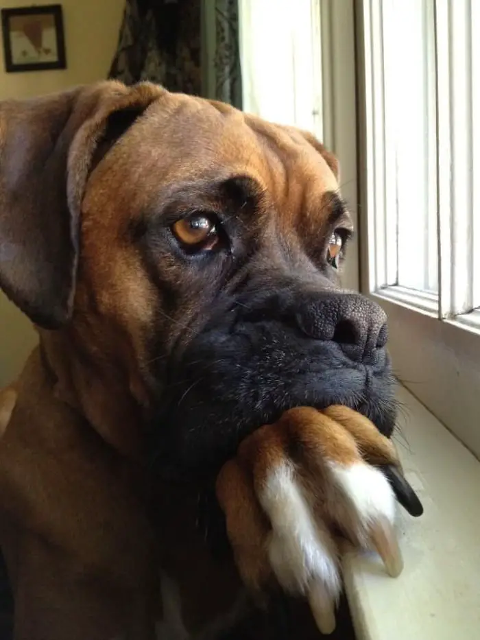 sad Boxer Dog looking outside the window with its face on top of its paw