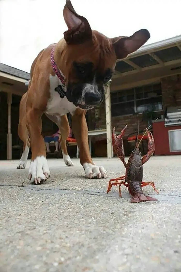 Boxer Dog staring at the lobster standing on the floor