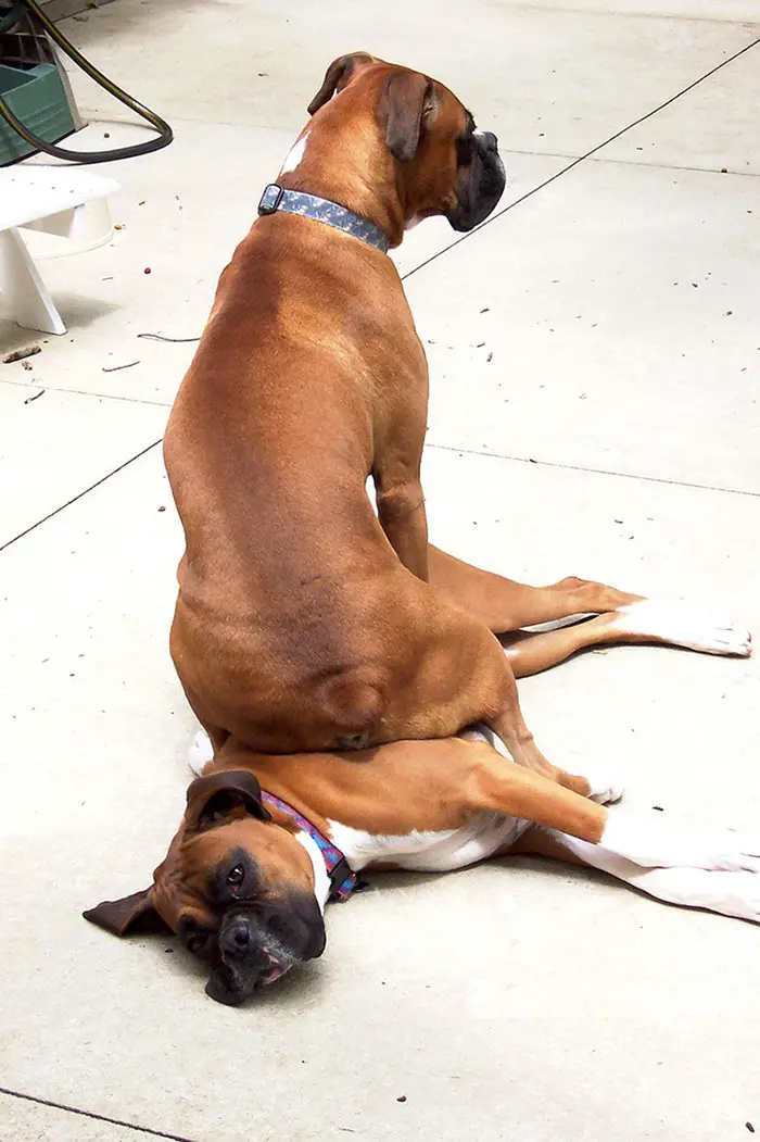 A Boxer Dog lying on the floor with another Boxer Dog sitting on top of him