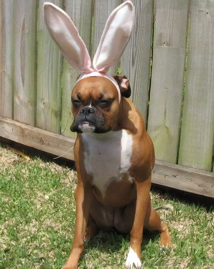 A Boxer Dog wearing bunny head headband while sitting on the green grass