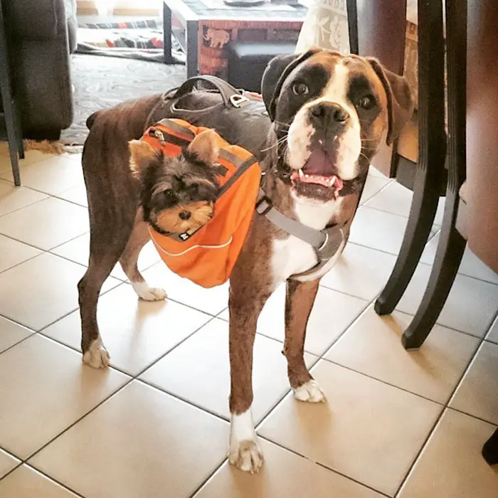 Boxer Dog standing on the floor while wearing a harness with yorkie in the pocket