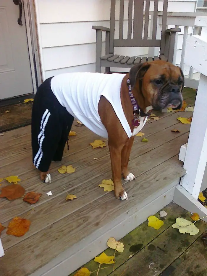 A Boxer Dog wearing a sleeveless shirt and jogging pants while standing in the front porch