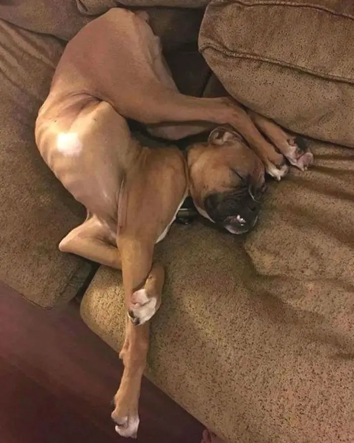 Boxer Dog sleeping on the couch in weird position