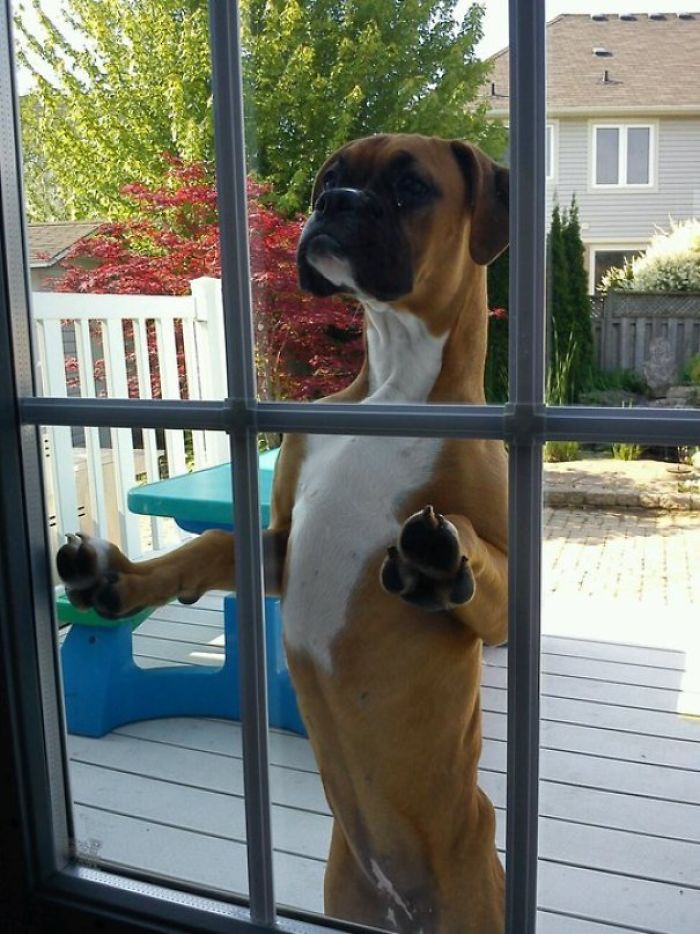 A Boxer Dog standing up behind the glass window with its begging face